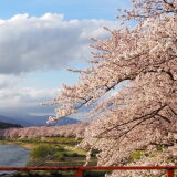 桧木内川堤の桜