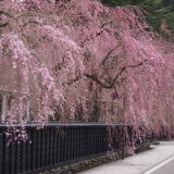 角館武家屋敷の桜