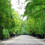 角館武家屋敷の新緑